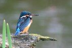 IJsvogel3