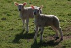 Lammetjes