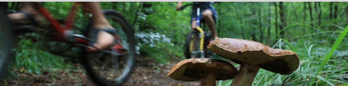 Bos met paddestoelen